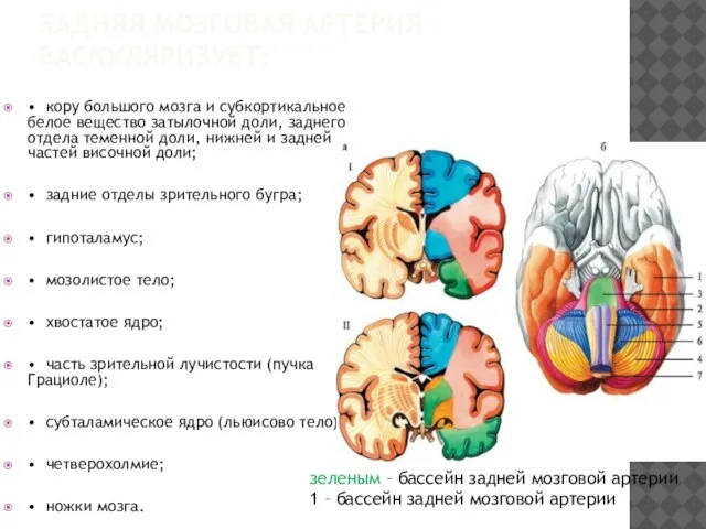 ЗАДНЯЯ МОЗГОВАЯ АРТЕРИЯ ВАСКУЛЯРИЗУЕТ: • кору большого мозга и субкортикальное белое