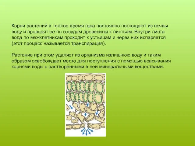 Корни растений в тёплое время года постоянно поглощают из почвы воду