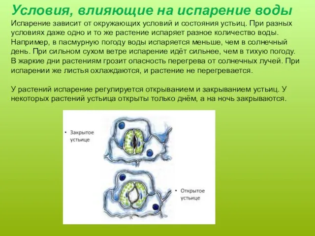 Условия, влияющие на испарение воды Испарение зависит от окружающих условий и