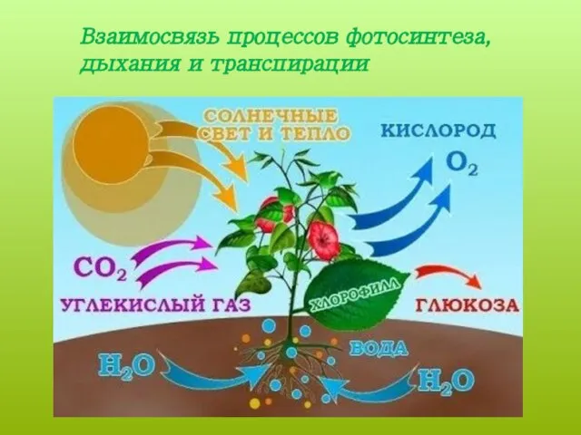 Взаимосвязь процессов фотосинтеза, дыхания и транспирации