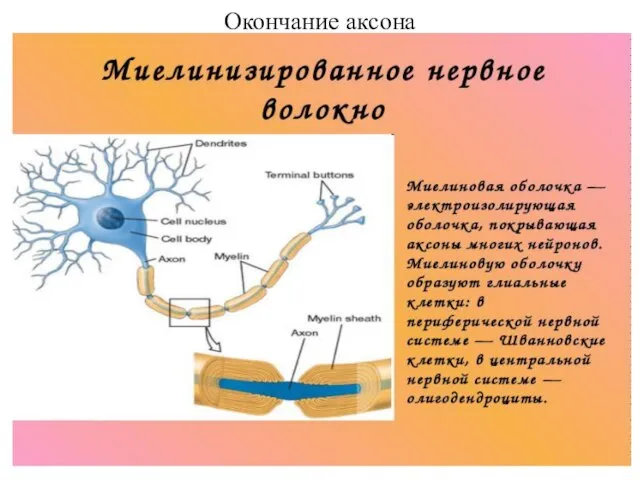 Окончание аксона