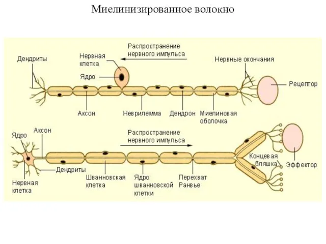 Миелинизированное волокно