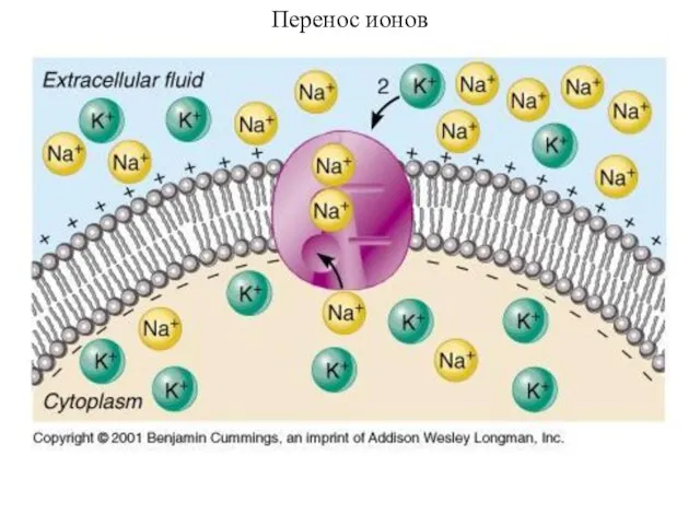 Перенос ионов