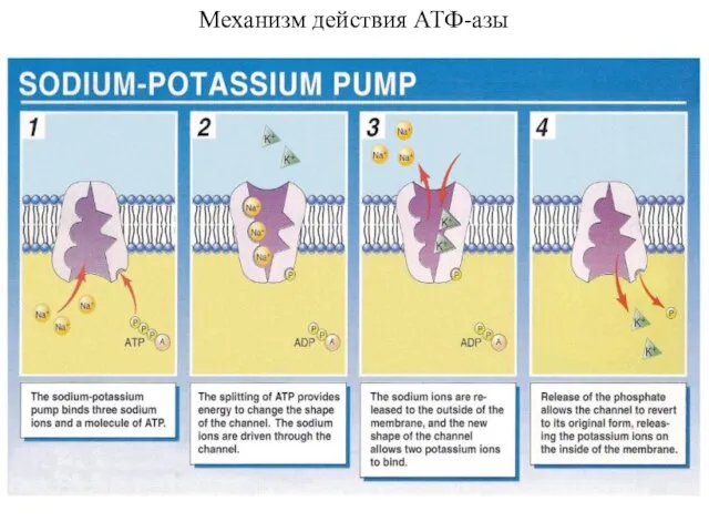 Механизм действия АТФ-азы