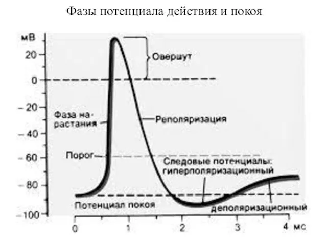 Фазы потенциала действия и покоя