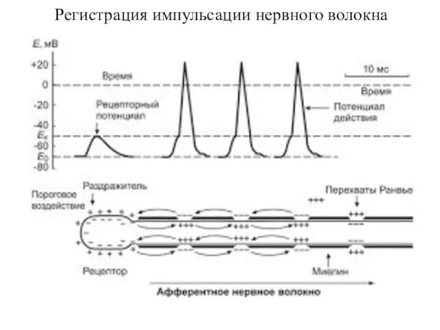 Регистрация импульсации нервного волокна