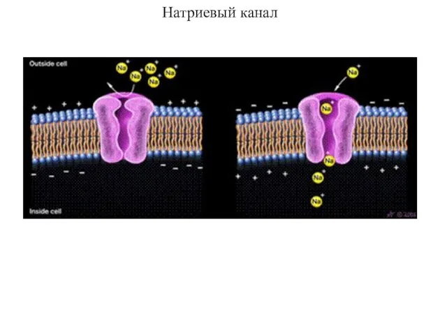 Натриевый канал
