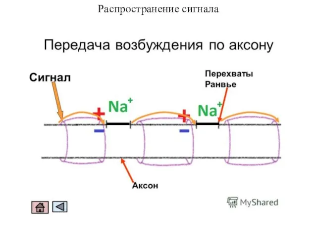 Распространение сигнала