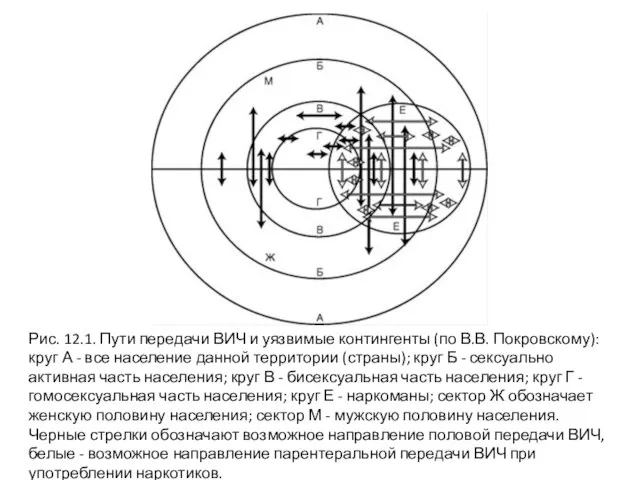 Рис. 12.1. Пути передачи ВИЧ и уязвимые контингенты (по В.В. Покровскому):