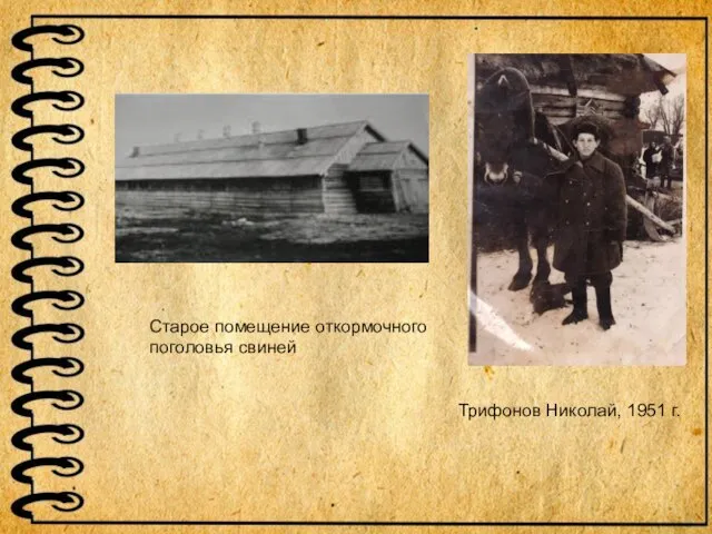 Старое помещение откормочного поголовья свиней Трифонов Николай, 1951 г.