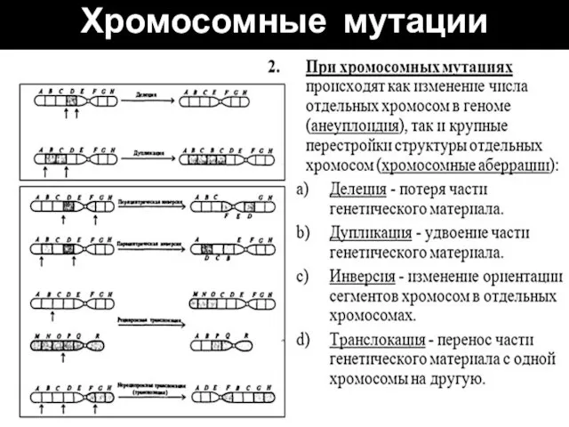 Хромосомные мутации