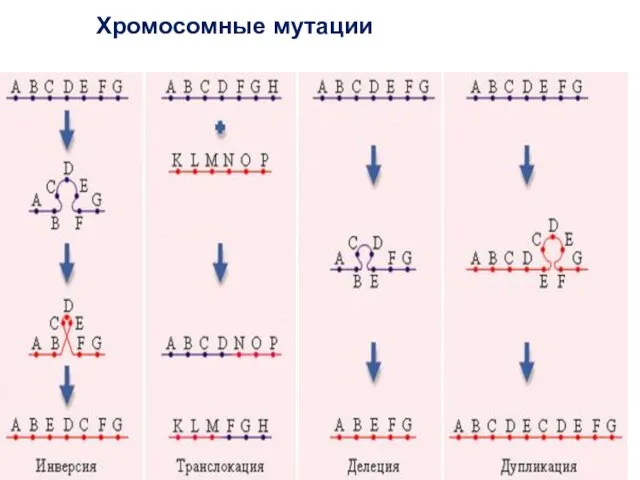 Хромосомные мутации