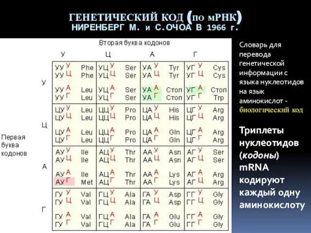 ГЕНЕТИЧЕСКИЙ КОД (ПО мРНК) НИРЕНБЕРГ М. И С.ОЧОА В 1966 г.