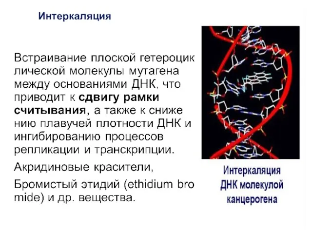 Интеркаляция