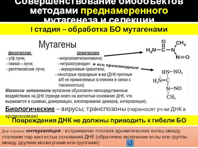 Совершенствование биообъектов методами преднамеренного мутагенеза и селекции Для справки: интеркаляция -