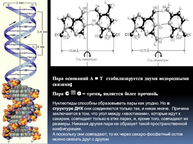 Пара оснований А = Т стабилизируется двумя водородными связями; Пара C