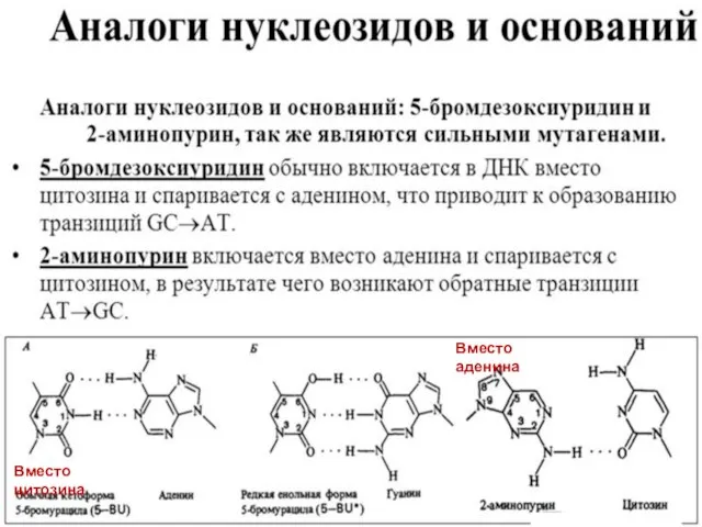 Вместо цитозина Вместо аденина