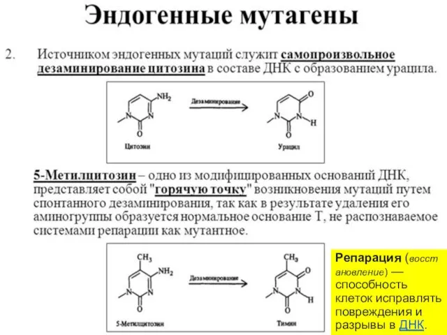 Репарация (восстановление) —способность клеток исправлять повреждения и разрывы в ДНК.