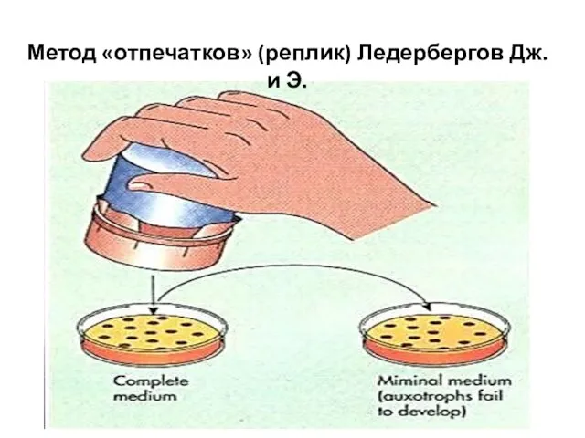 Метод «отпечатков» (реплик) Ледербергов Дж. и Э.