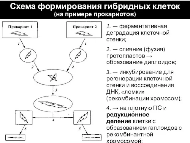 Схема формирования гибридных клеток (на примере прокариотов)