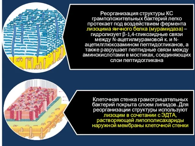 Клеточная стенка грамотрицательных бактерий покрыта слоем липидов. Для реорганизации структуры используют