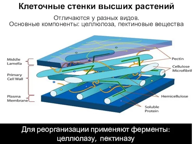 Клеточные стенки высших растений Отличаются у разных видов. Основные компоненты: целлюлоза,