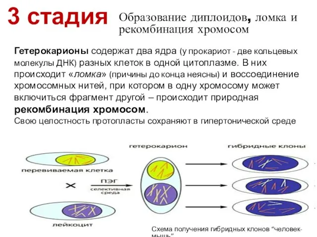 Образование диплоидов, ломка и рекомбинация хромосом Гетерокарионы содержат два ядра (у