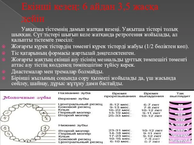 Екінші кезең: 6 айдан 3,5 жасқа дейін Уақытша тістемнің дамып жатқан