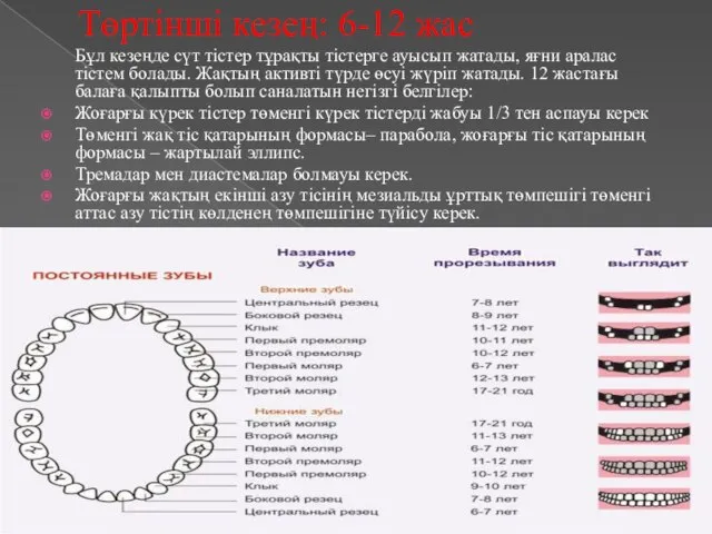 Төртінші кезең: 6-12 жас Бұл кезеңде сүт тістер тұрақты тістерге ауысып