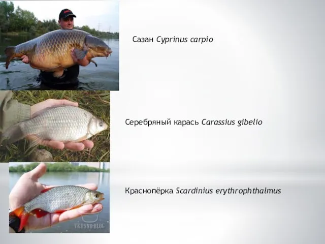 Сазан Cyprinus carpio Серебряный карась Carassius gibelio Краснопёрка Scardinius erythrophthalmus