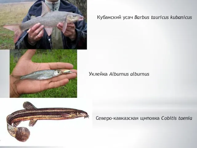 Кубанский усач Barbus tauricus kubanicus Уклейка Alburnus alburnus Северо-кавказская щиповка Cobitis taenia