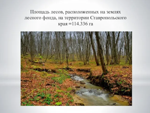 Площадь лесов, расположенных на землях лесного фонда, на территории Ставропольского края =114.336 га