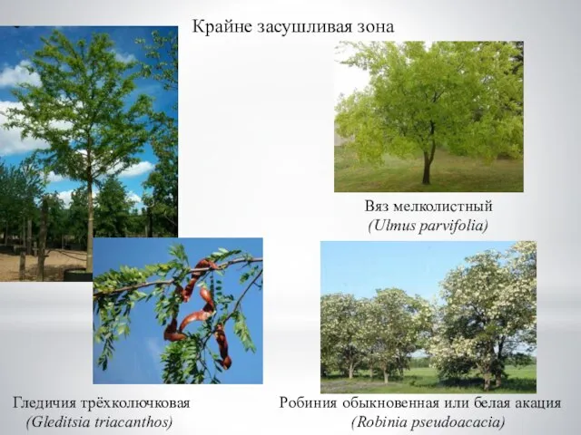 Крайне засушливая зона Вяз мелколистный (Ulmus parvifolia) Робиния обыкновенная или белая