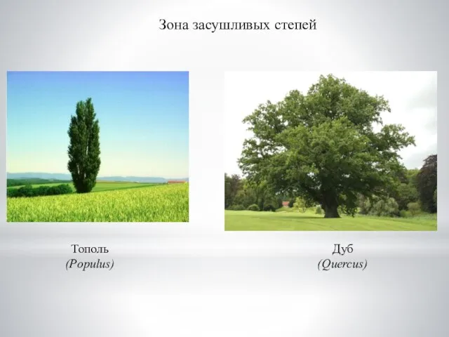 Зона засушливых степей Тополь (Populus) Дуб (Quercus)