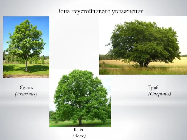 Зона неустойчивого увлажнения Ясень (Fraxinus) Клён (Acer) Граб (Carpinus)