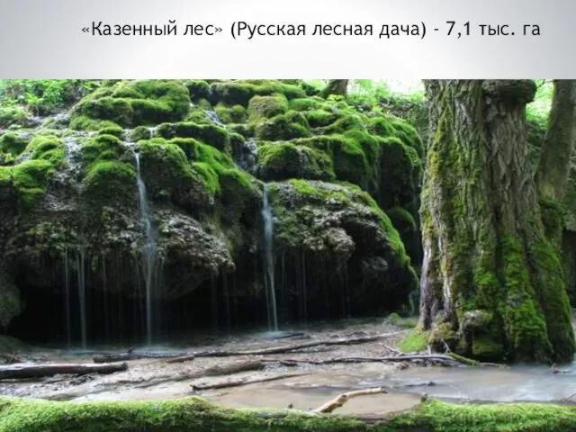 «Казенный лес» (Русская лесная дача) - 7,1 тыс. га