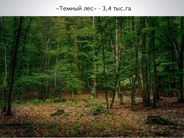 «Темный лес» - 3,4 тыс.га