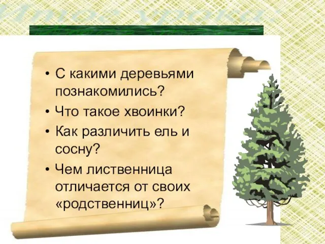 Итог урока: С какими деревьями познакомились? Что такое хвоинки? Как различить