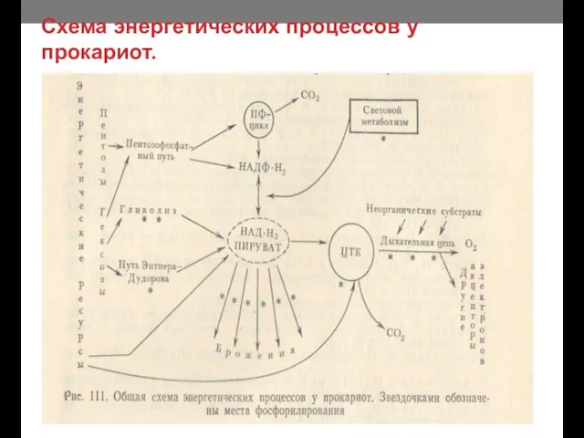 Схема энергетических процессов у прокариот.
