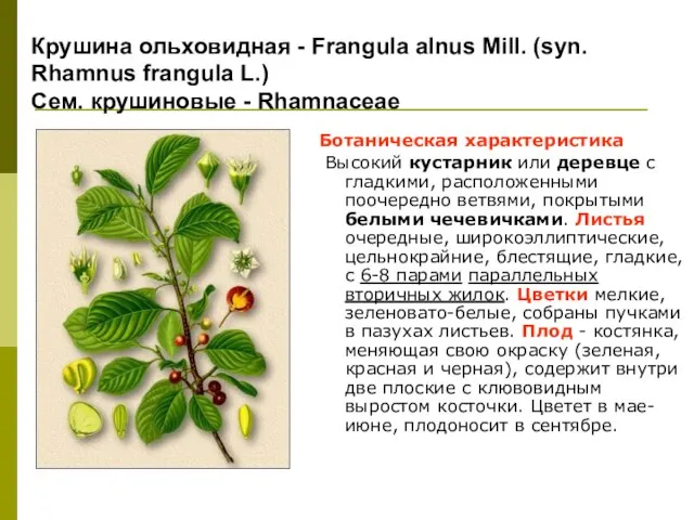 Крушина ольховидная - Frangula alnus Mill. (syn. Rhamnus frangula L.) Сем.