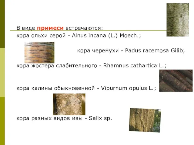 В виде примеси встречаются: кора ольхи серой - Alnus incana (L.)