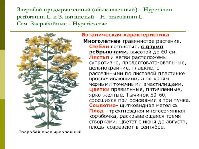 Зверобой продырявленный (обыкновенный) – Hypericum perforatum L. и З. пятнистый –