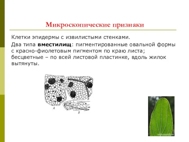 Микроскопические признаки Клетки эпидермы с извилистыми стенками. Два типа вместилищ: пигментированные