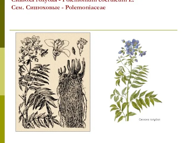 Синюха голубая - Polemonium coeruleum L. Сем. Синюховые - Polemoniaceae