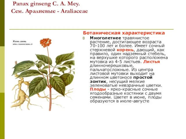 Женьшень обыкновенный – Panax ginseng C. A. Меy. Сем. Аралиевые -