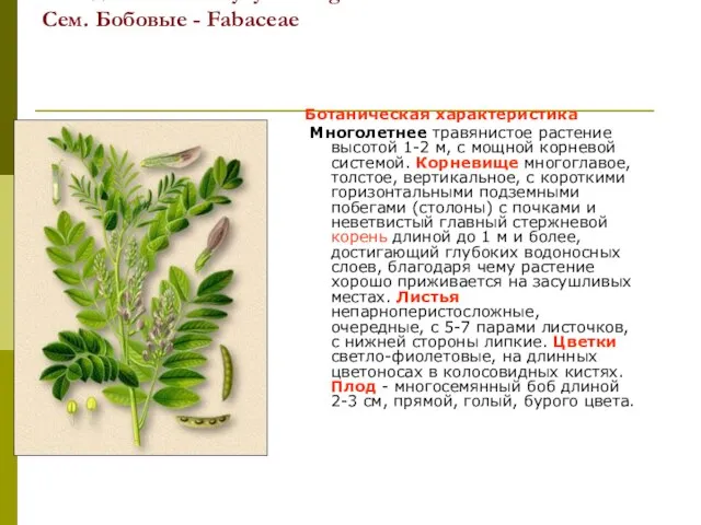 Солодка голая - Glycyrrhiza glabra L. Сем. Бобовые - Fabaceae Ботаническая