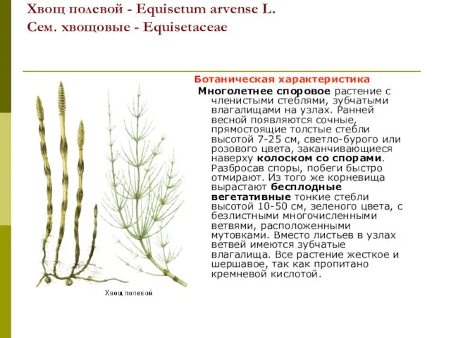 Хвощ полевой - Equisetum arvense L. Сем. хвощовые - Equisetaceae Ботаническая