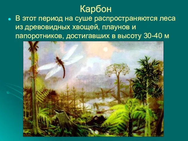 Карбон В этот период на суше распространяются леса из древовидных хвощей,