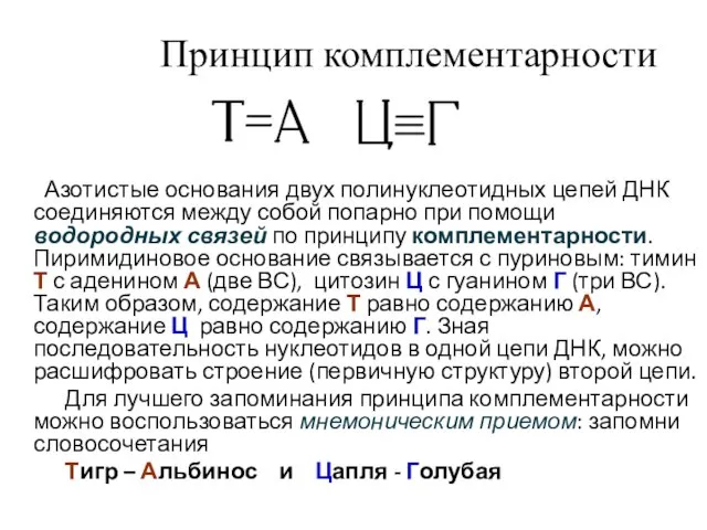 Принцип комплементарности Азотистые основания двух полинуклеотидных цепей ДНК соединяются между собой