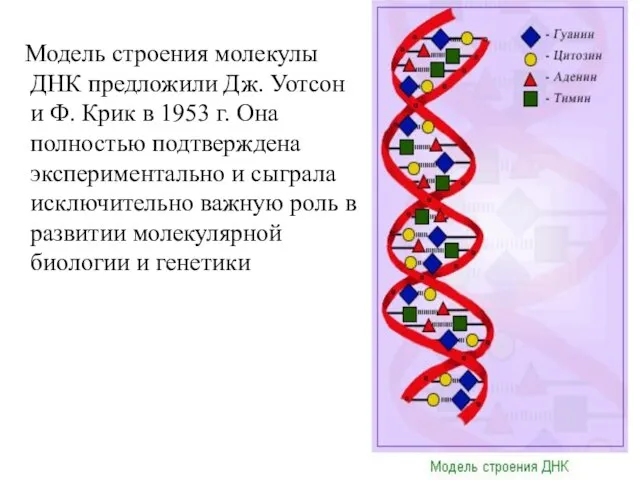 Модель строения молекулы ДНК предложили Дж. Уотсон и Ф. Крик в